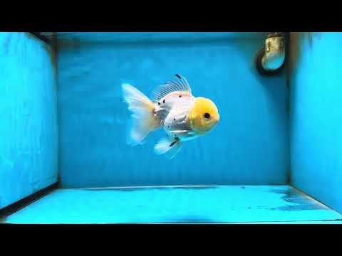 A Grade Lemonhead Button Eyes Oranda Male 5-5.5 inches #082225OR_21