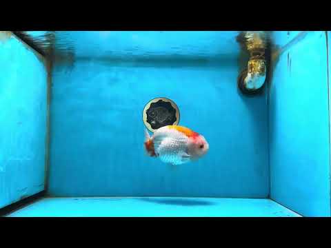 AAA Grade Red White LionKing 5.5 inches #082925LC_03