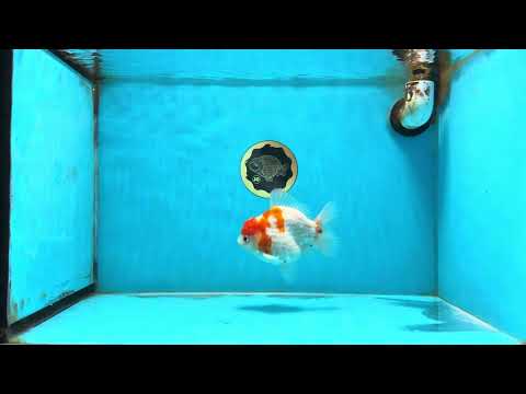 A Grade Kohaku Sakura Yuanbao Male 4.5-5 inches #112825YB_19