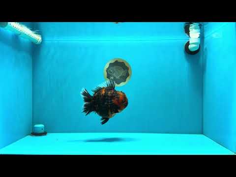 AAA Grade Tiger Yuanbao Male 6 inches #032026YB_24