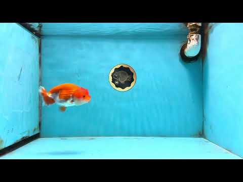 A Grade Red White LionQueen 4-4.5 inches #102425LC_15