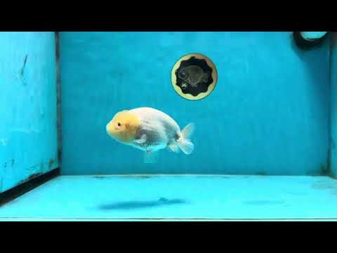 A Grade White LionQueen 4-4.5 inches #102425LC_12