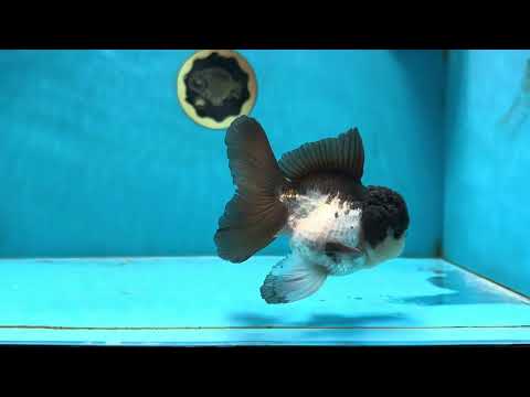 A Grade Panda Button Eyes Oranda Male 5 inches #080825OR_02