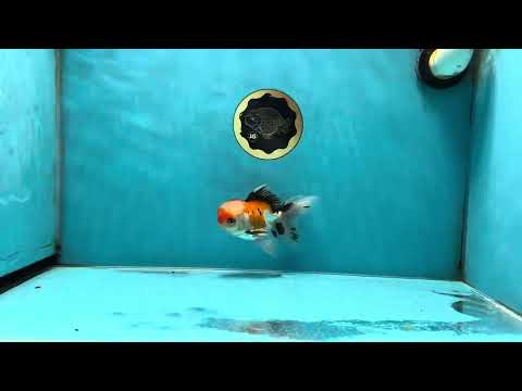 A Grade Tricolor Oranda Male 4.5 inches #050225OR_10