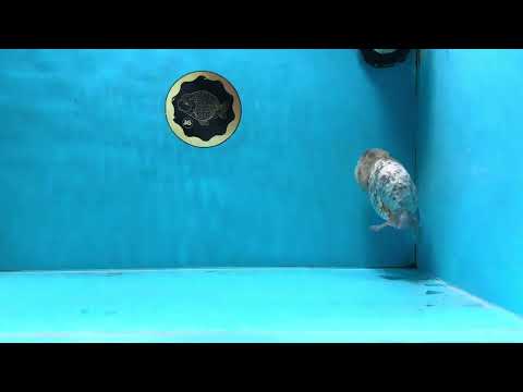 A Grade White Tiger LionKing 4.5 inches #100325LC_09