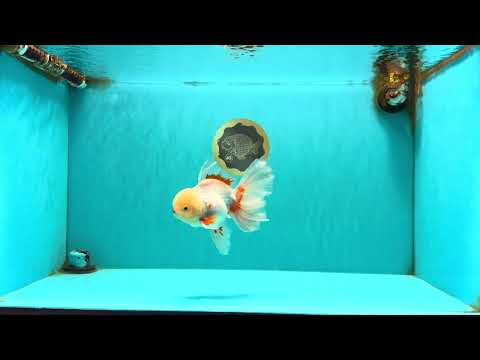 A Grade Lipstick Red White Oranda Male 5.5-6 inches #100926OR_14