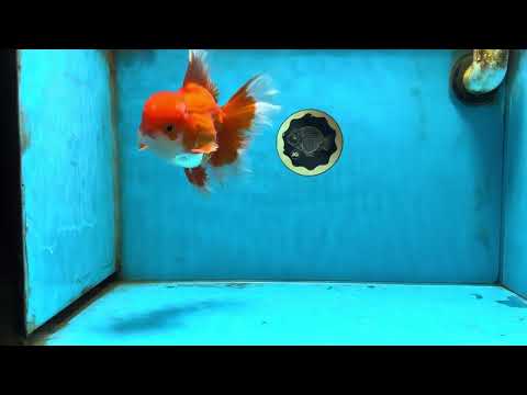 AAA Grade Red White Oranda Male 6 inches #082925OR_16