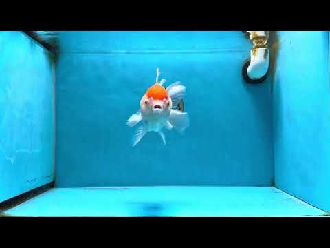 A Grade Red White Oranda Female 5.5 inches #072525OR_18