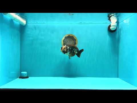 A Grade Ink Chinese Ranchu Male 5.5 inches #022026RC_19