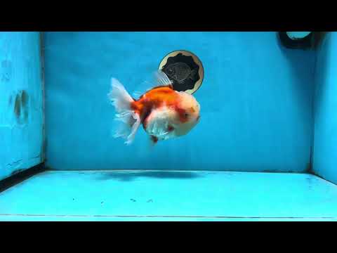 A Grade Sakura Oranda Female 6  inches #091225OR_14