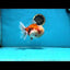 A Grade Sakura Oranda Female 6  inches #091225OR_14