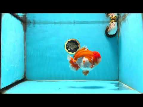 SHOW GRADE Godzilla Red White Yuanbao Male 5.5 inches #101025YB_27