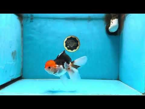 Tricolor Oranda Female 5.5 inches #091225OR_19