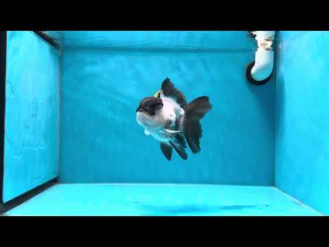 A Grade Slay Panda Oranda Female 5 inches #020725OR_20