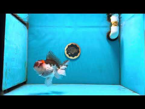 Tricolor Oranda Male 4.5-5 inches #121324OR_21