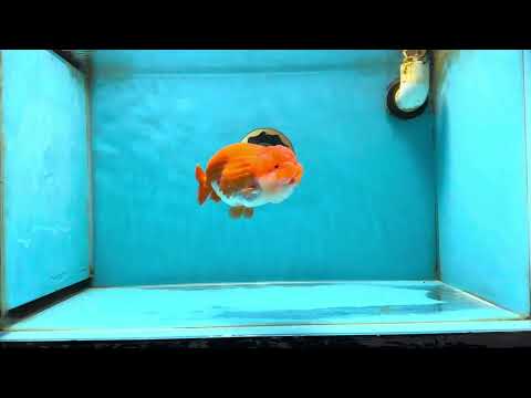 A Grade Mount Deformed Red White LionQueen 4.5 inches #050225LC_15