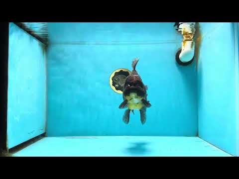 A Grade Kirin Oranda Female 6.5 inches #072525OR_20