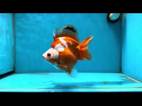 AAA GRADE Red White Ryukin Female 5.5 inches #050925RK_18