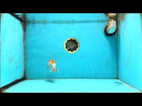 AAA Grade Young Red White Kohaku LionQueen 4 inches #101025LC_07