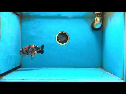 AAA Grade Special Tricolor Tiger LionQueen 4.5-5 inches #082225LC_02