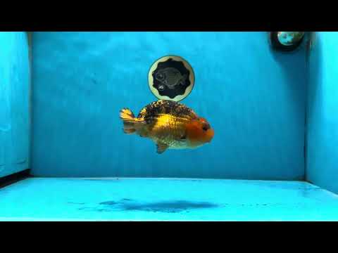 A Grade Apache LionKing 4.5 inches #062025LC_06