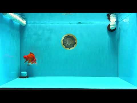 AAA Grade Red White Ryukin Female 4 inches #022026RK_12