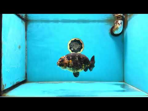 A Grade Calico Chinese Ranchu Female 5 inches #121225RC_06