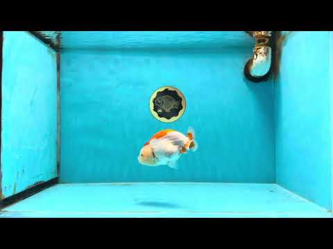 AAA Grade Red White LionQueen 4 inches #103125LC_24