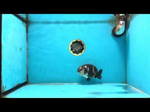 A Grade Ink Chinese Ranchu Male 4.5 inches #120525RC_05