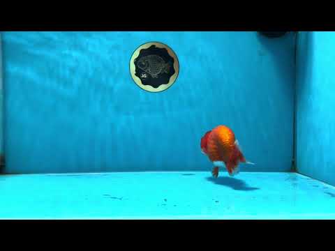 AAA Grade Red White LionKing 4.5  inches #053025LC_13