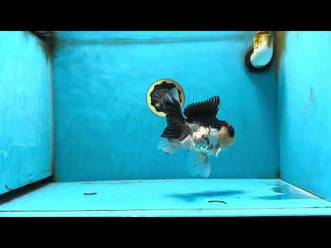 A Grade Tricolor Button Eyes Oranda Male 5.5 inches #080825OR_06