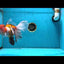 A Grade Tricolor Sakura Oranda Female 6.5 inches #010325OR_03
