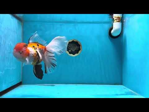 A Grade Tricolor Sakura Oranda Female 6.5 inches #010325OR_03