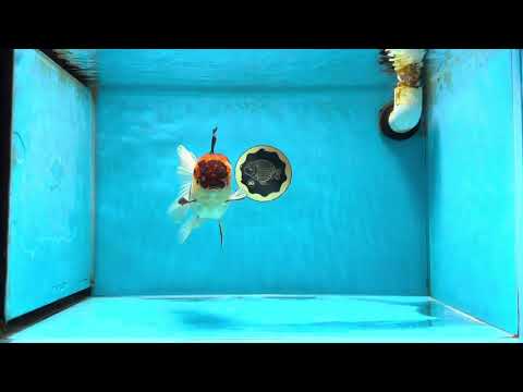 A Grade Lava Tricolor Oranda Female 5.5 inches #041125OR_10