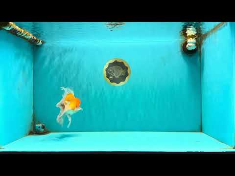 A Grade Red White Oranda Male 5.5 inches #081426OR_08