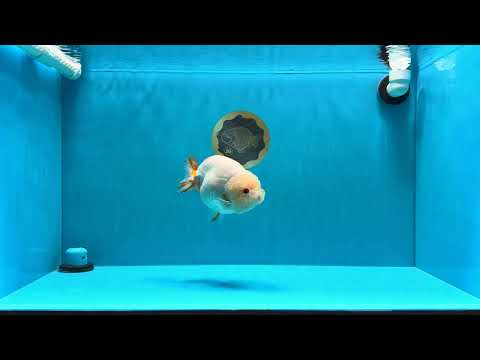 Sakura Chinese Ranchu Female 5.5 inches #022726RC_21