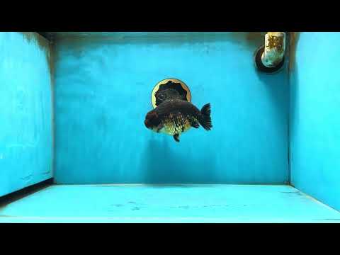 A Grade Kirin Ranchu Male 5 inches #062725LC_03