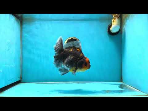 A Grade Kirin Tiger Oranda Female 5.5-6 inches #050925OR_32