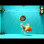 A Grade Sakura Oranda Male 6.5 inches #082126OR_13