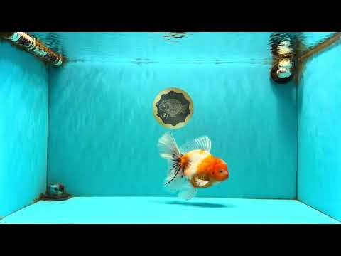 A Grade Sakura Oranda Male 6.5 inches #082126OR_13