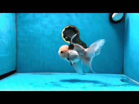 A Grade Tricolor Button Eyes Oranda Male 6 inches #032125OR_11