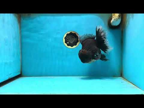 AAA Grade Super Godzilla Kirin Oranda Female 7 inches #082225OR_07