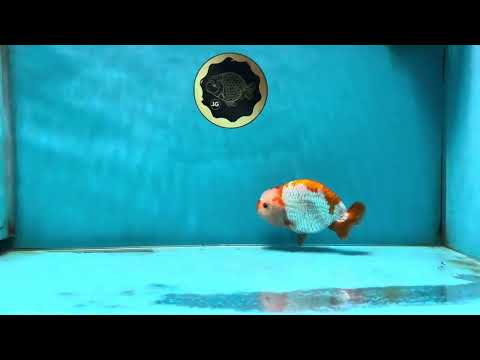 A Grade Kohaku LionKing 4.5 inches #050925LC_12