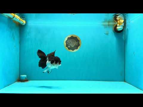 ELVIS Panda Oranda Female 5-5.5 inches #041026OR_07