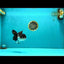 ELVIS Panda Oranda Female 5-5.5 inches #041026OR_07