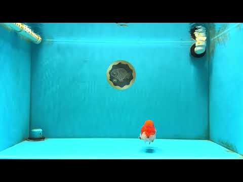 A Grade Red White LionQueen 4-4.5 inches #032726LC_14