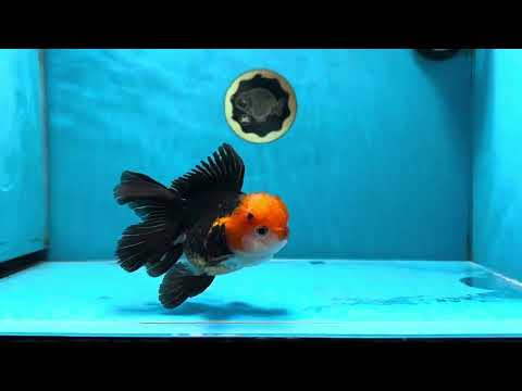 A Grade Red Head Tricolor Oranda Male 4.5-5 inches #032125OR_06