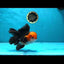 A Grade Red Head Tricolor Oranda Male 4.5-5 inches #032125OR_06
