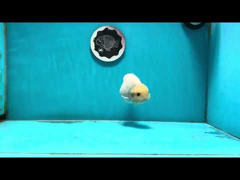 AAA Grade Lemonhead Sakura Button Eyes  LionKing 4.5 inches #112224LC_23