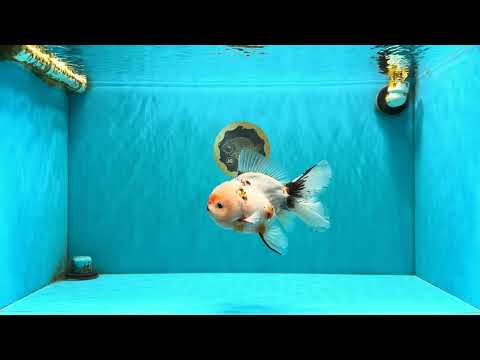 A Grade Sakura Oranda Male 6.5 inches #071726OR_24